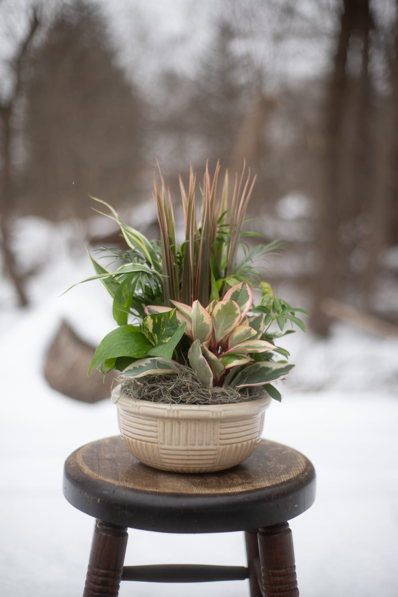 Potted mixed foliage arrangement in a cream basket-style planter