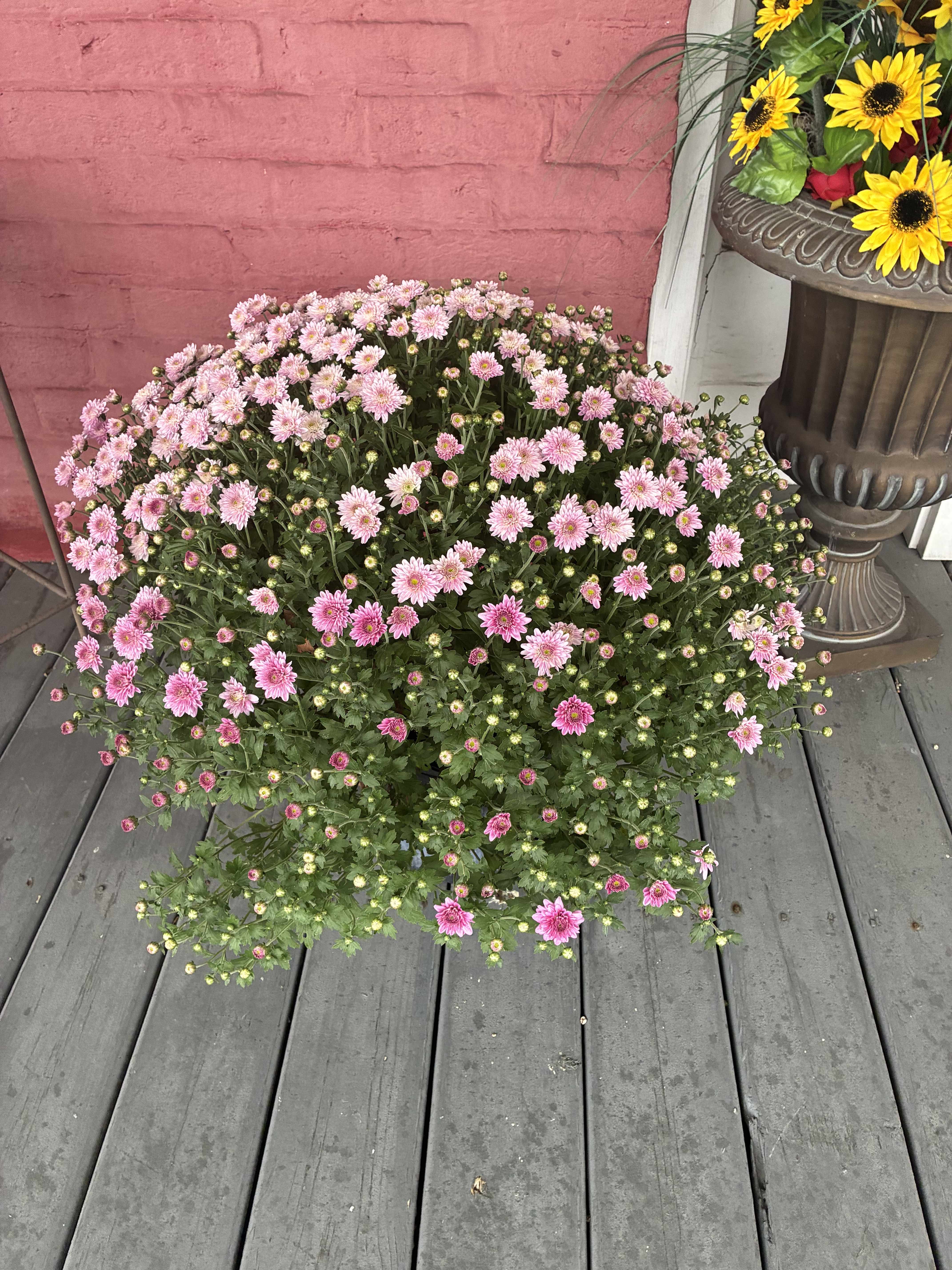 Large potted pink chrysanthemum plant with many blooms