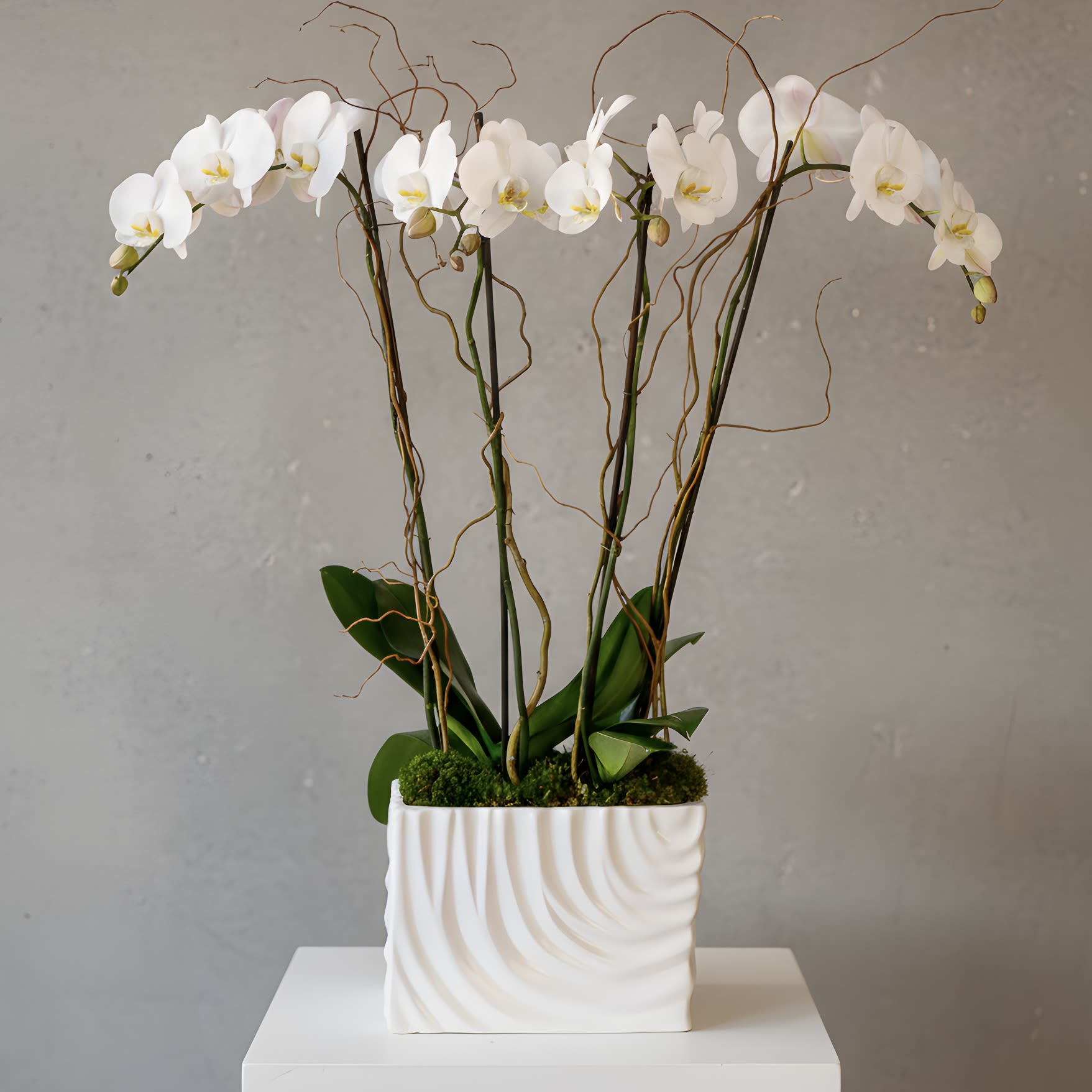 White orchid arrangement in a square ceramic planter