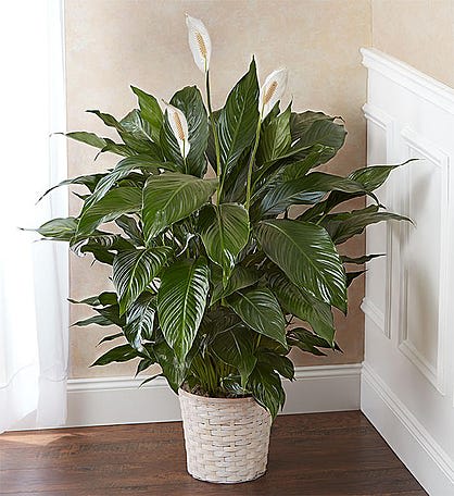 Potted peace lily plant with white blooms in a woven basket