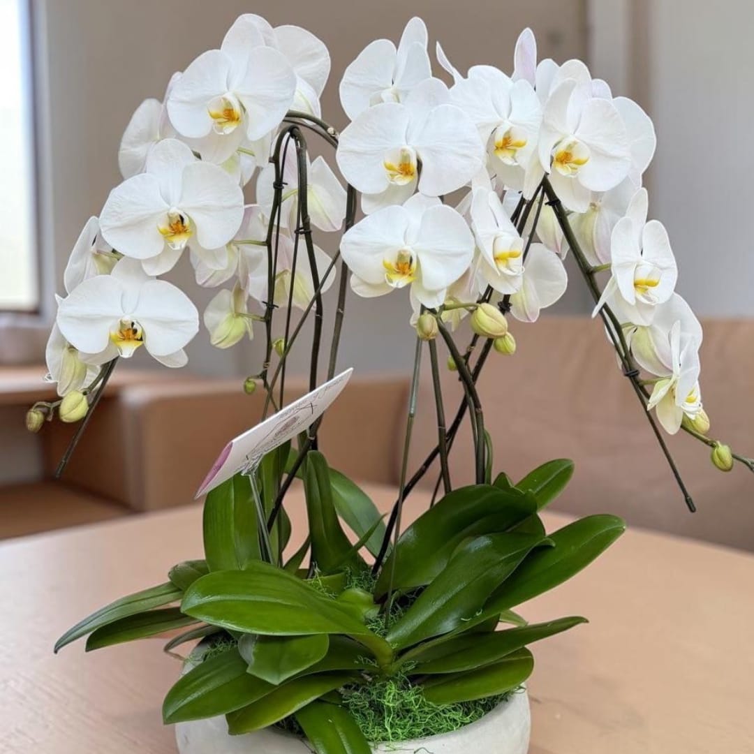 White orchid plant in a white pot with broad green leaves