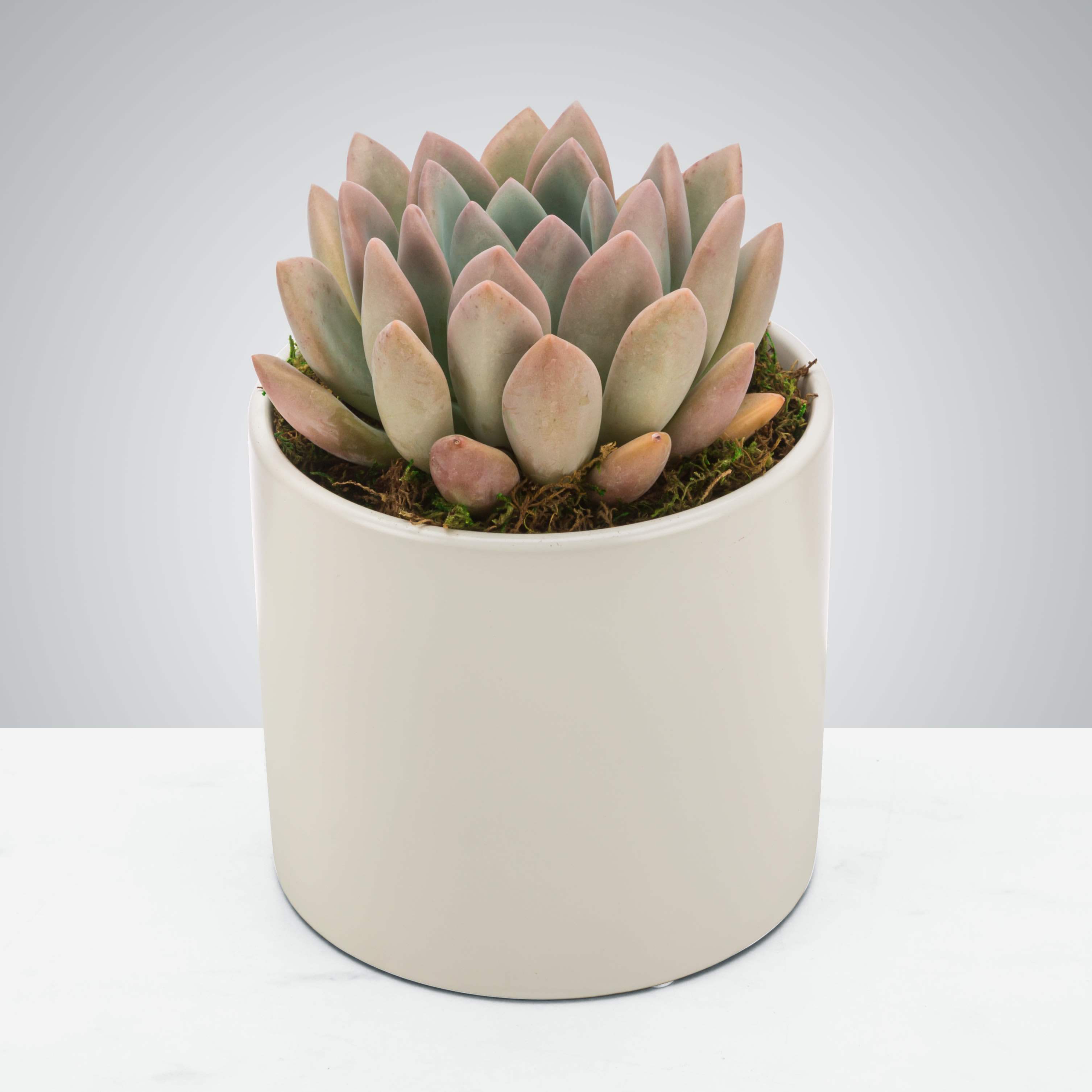 So-cute-lent - Everybody loves succulents! Send this hardy little plant to celebrate promotions, new jobs, or birthdays. It can be enjoyed for years if you treat it right! Vase and succulent variety can vary based on availability.