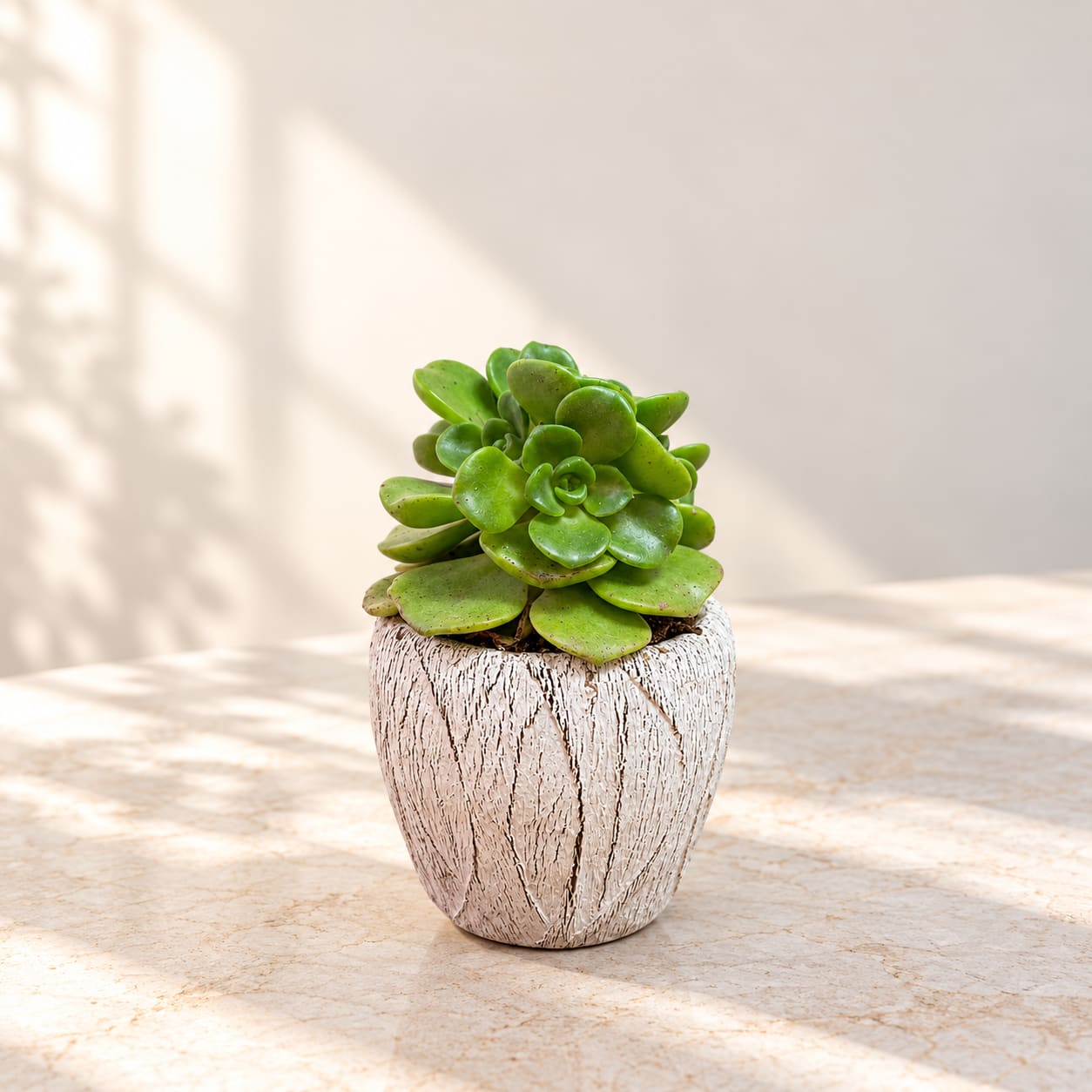 Potted green succulent in a textured white ceramic pot