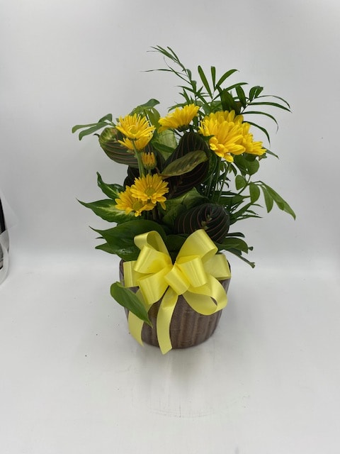 Yellow flowers in a brown pot with a yellow ribbon