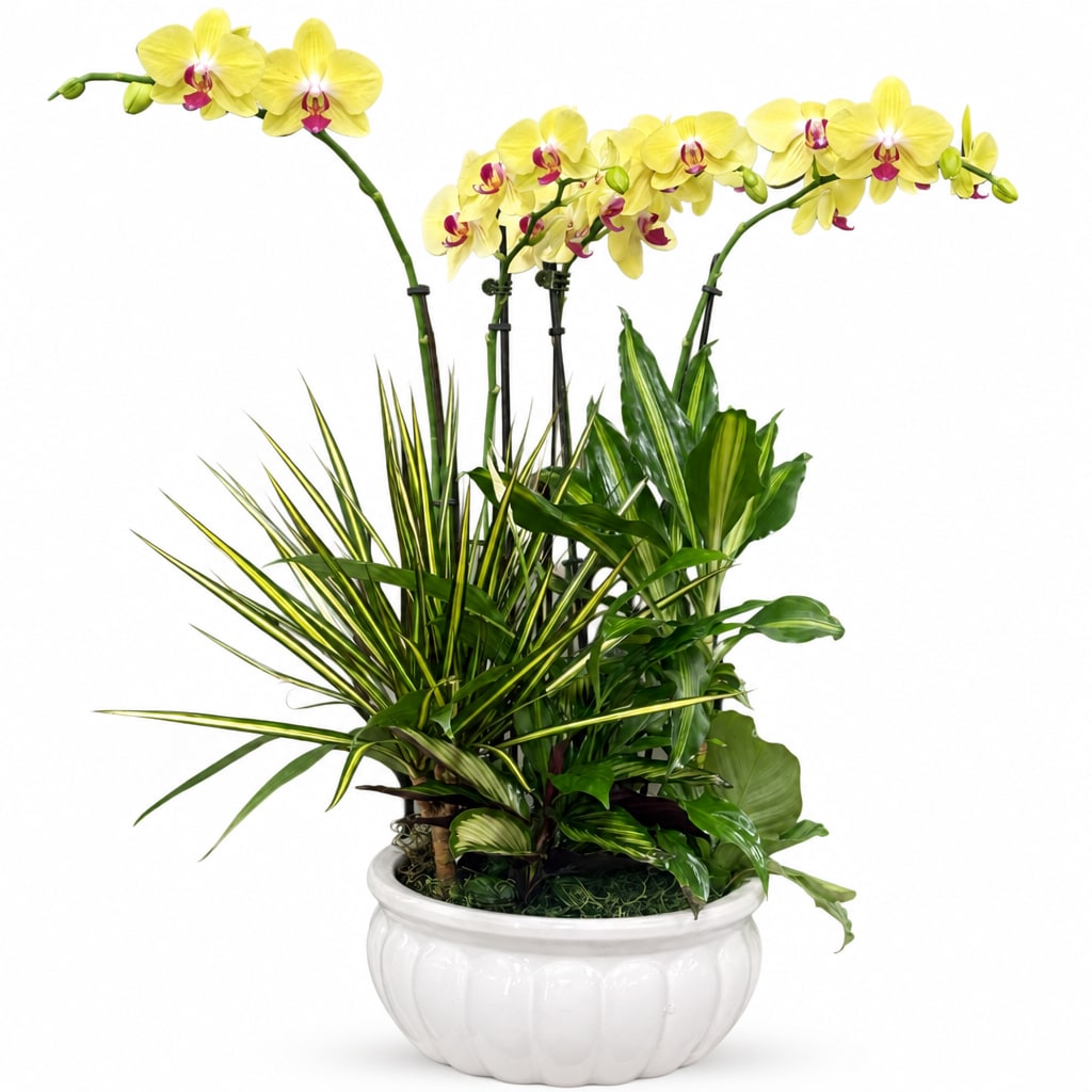 Yellow orchids in a white planter with assorted green foliage