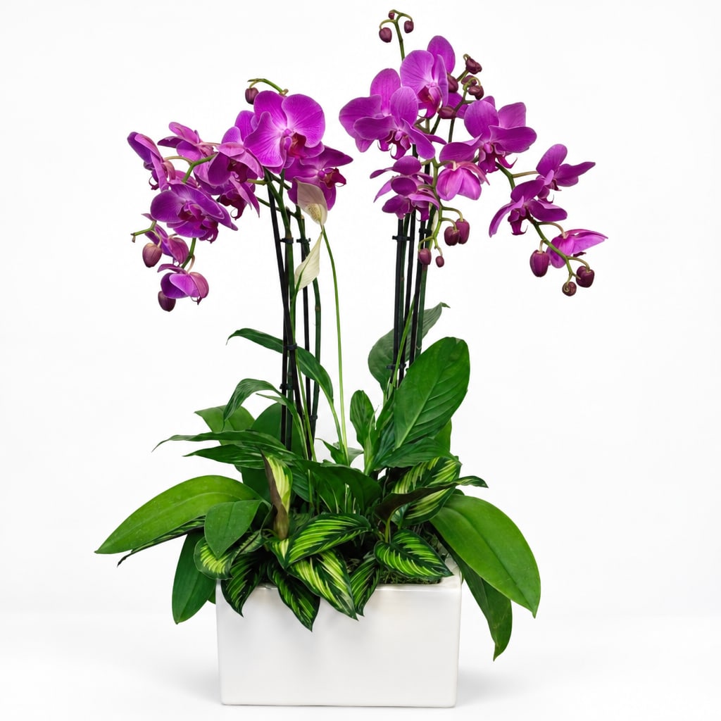 Purple orchids in a white rectangular planter with green foliage