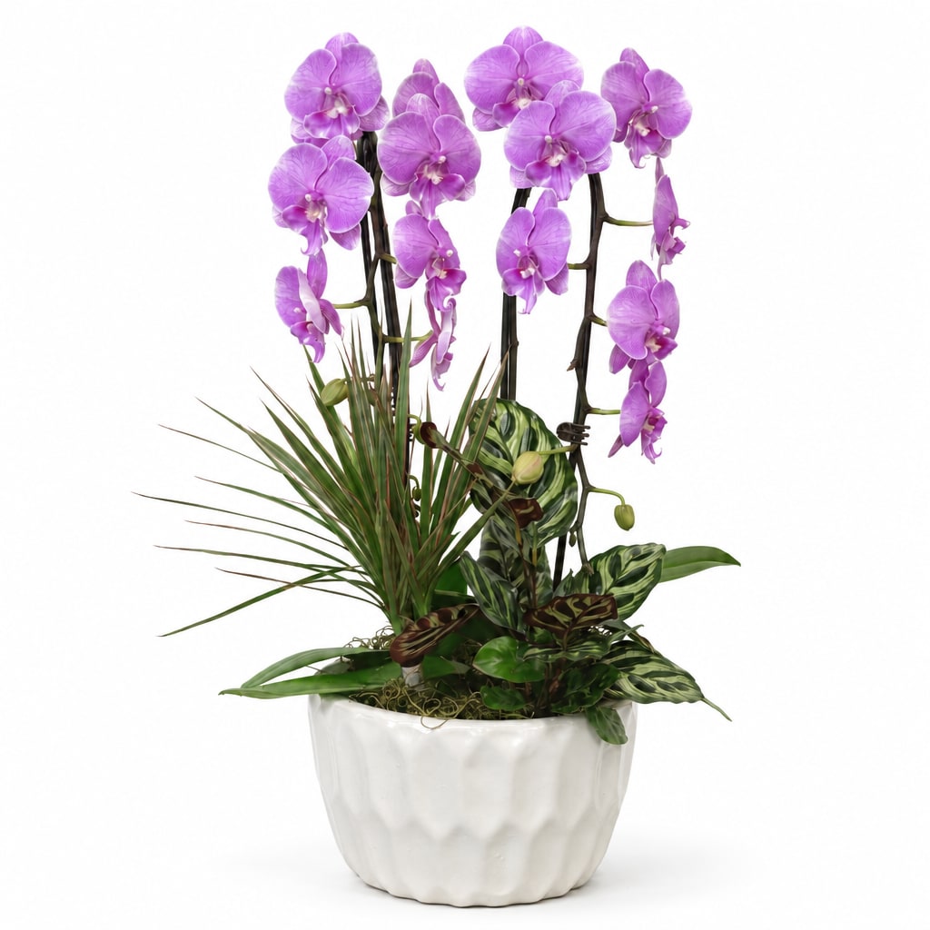 Purple orchids arranged in a white ceramic pot with mixed foliage