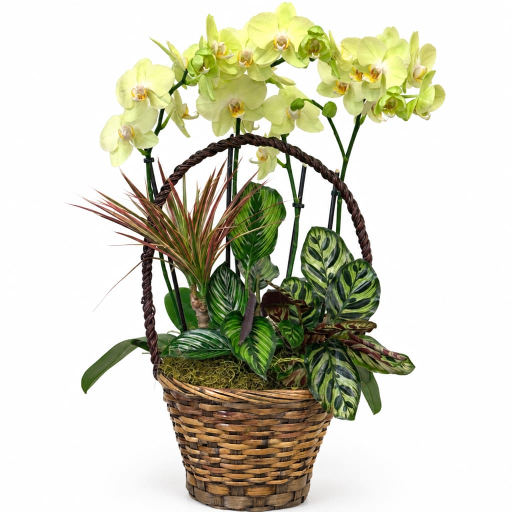 Basket arrangement with pale yellow orchids and assorted tropical foliage