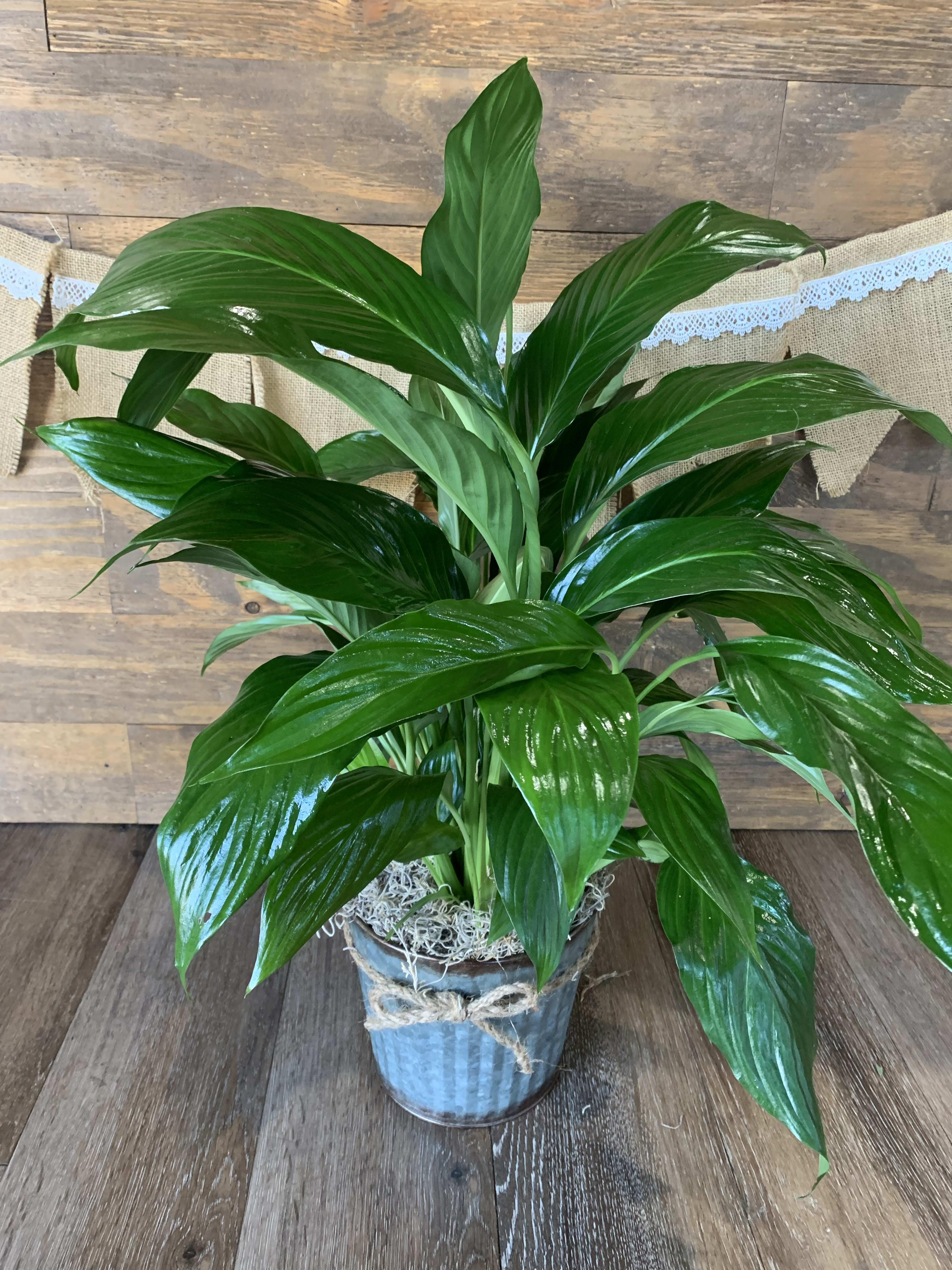 Potted green houseplant with broad glossy leaves in a metal bucket with twine bow