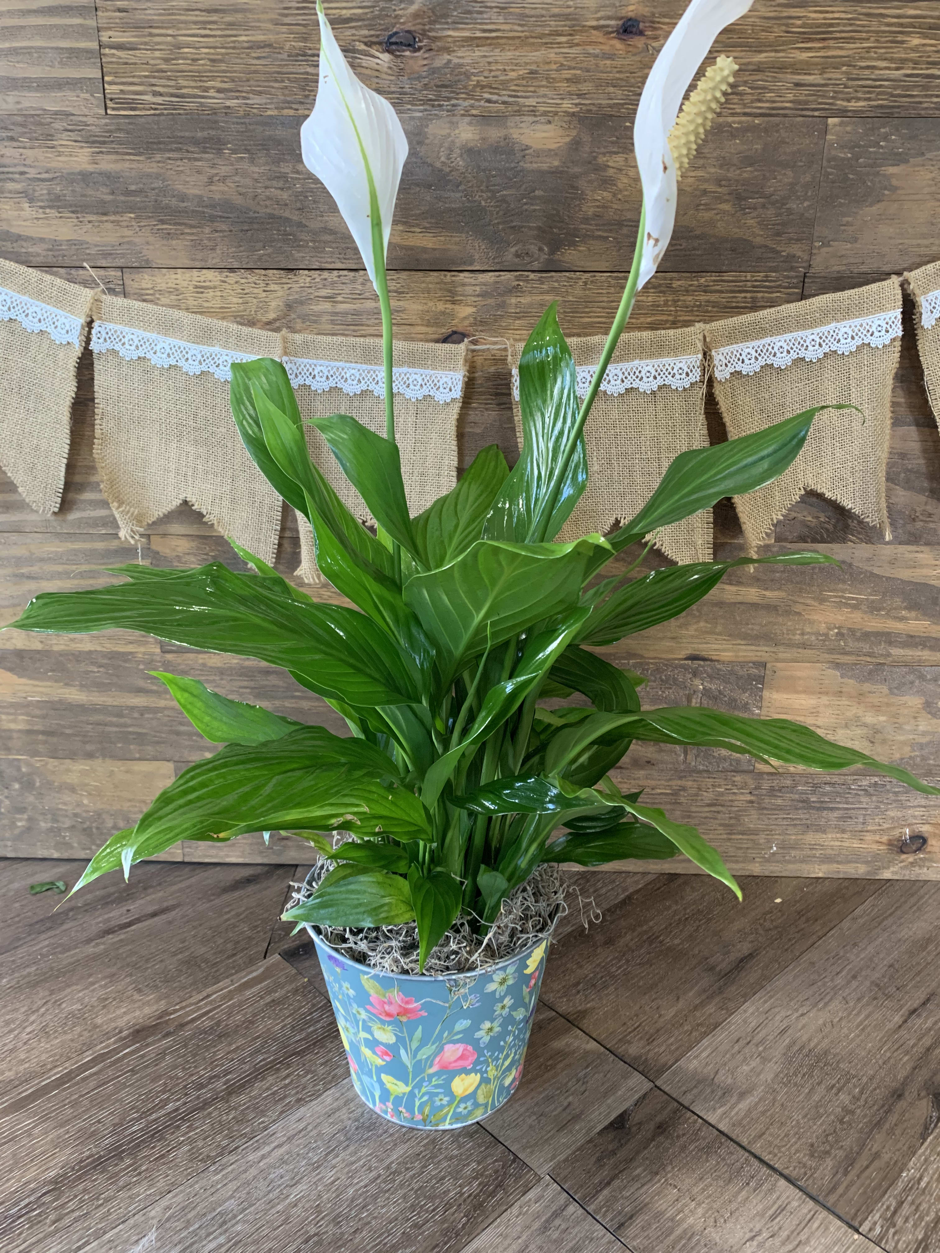 Peace Lily - This beautiful plant is not only easy to care for but also helps to clean the air in any room it is placed in. 
