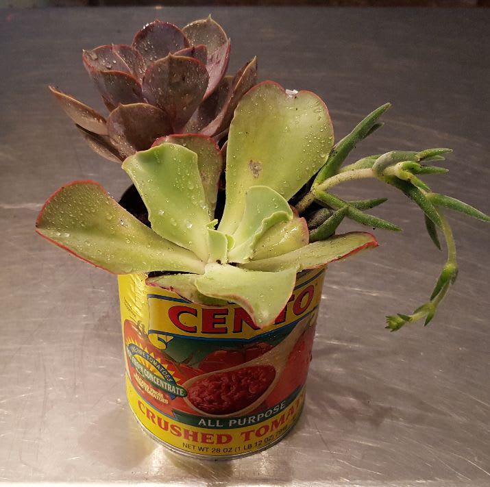 Succulent arrangement in a repurposed tomato can