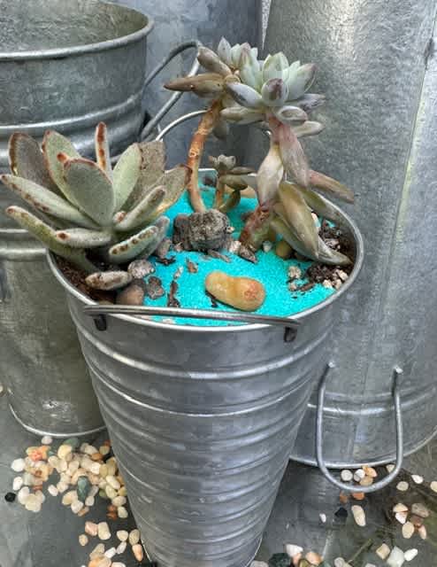 Oasis - Tall Tin Pale of Desert (looking) hardy succulents in what appears to be a cool drink of water.