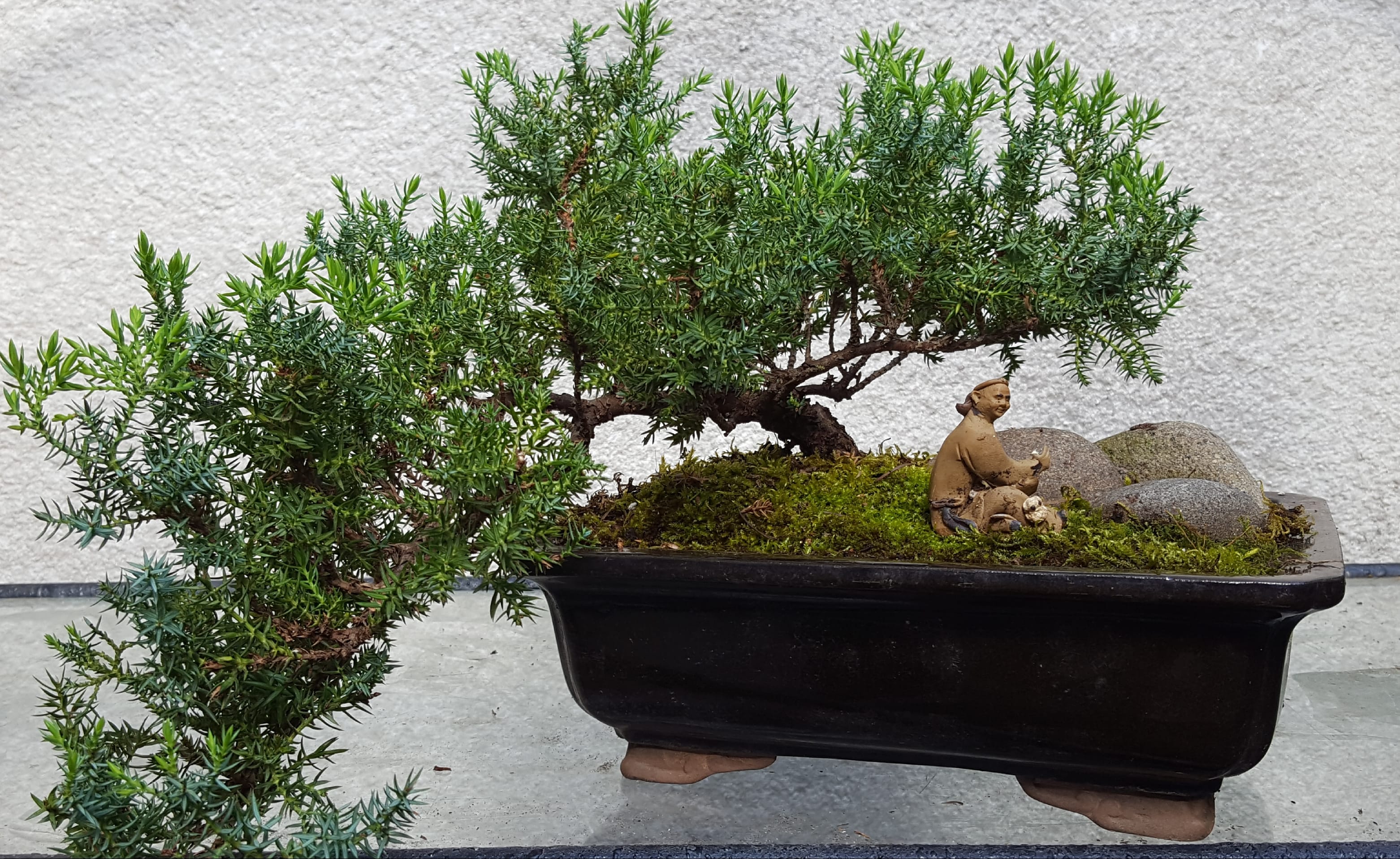 Potted bonsai tree in a rectangular black planter with moss and stones