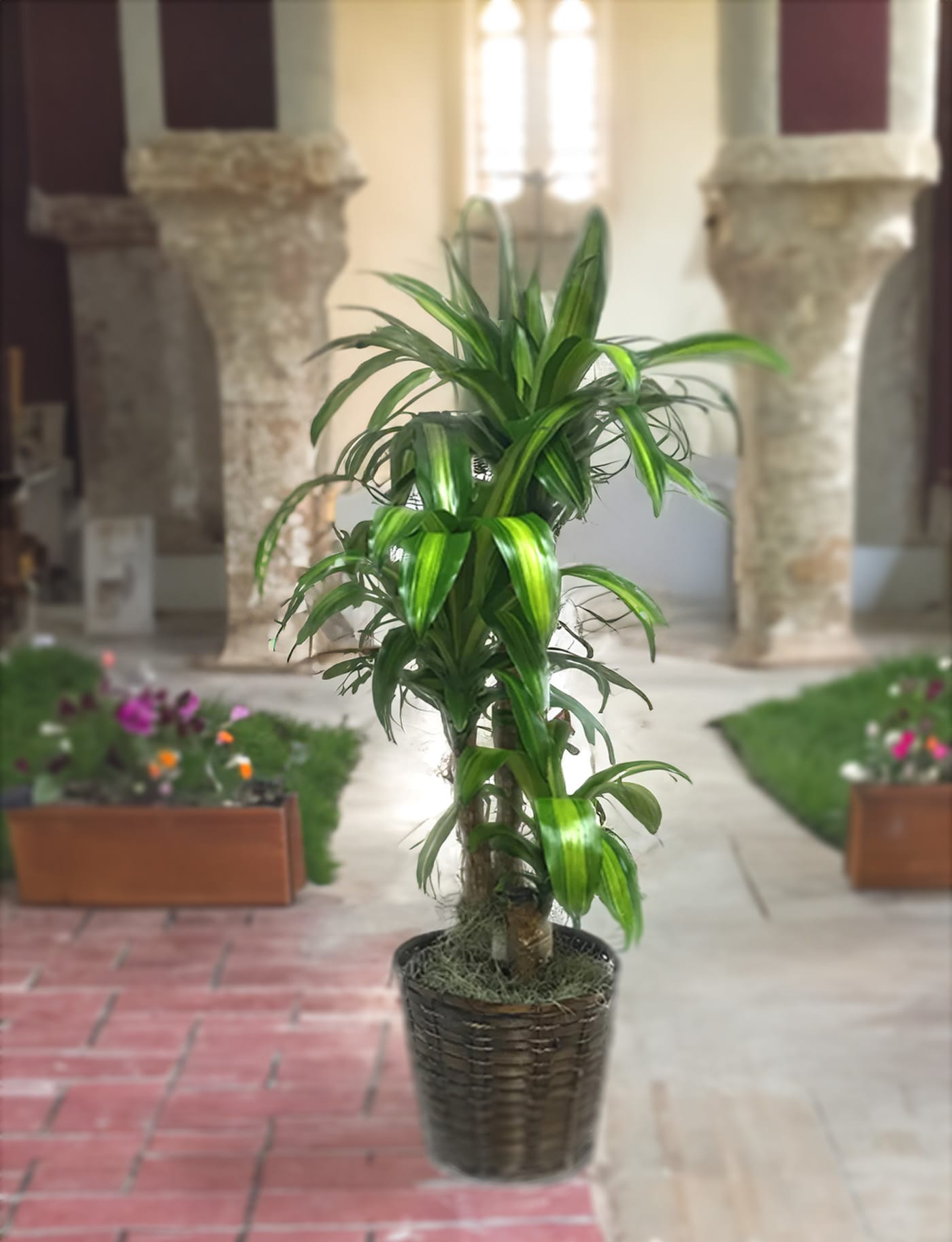 Potted dracaena plant in a woven basket planter
