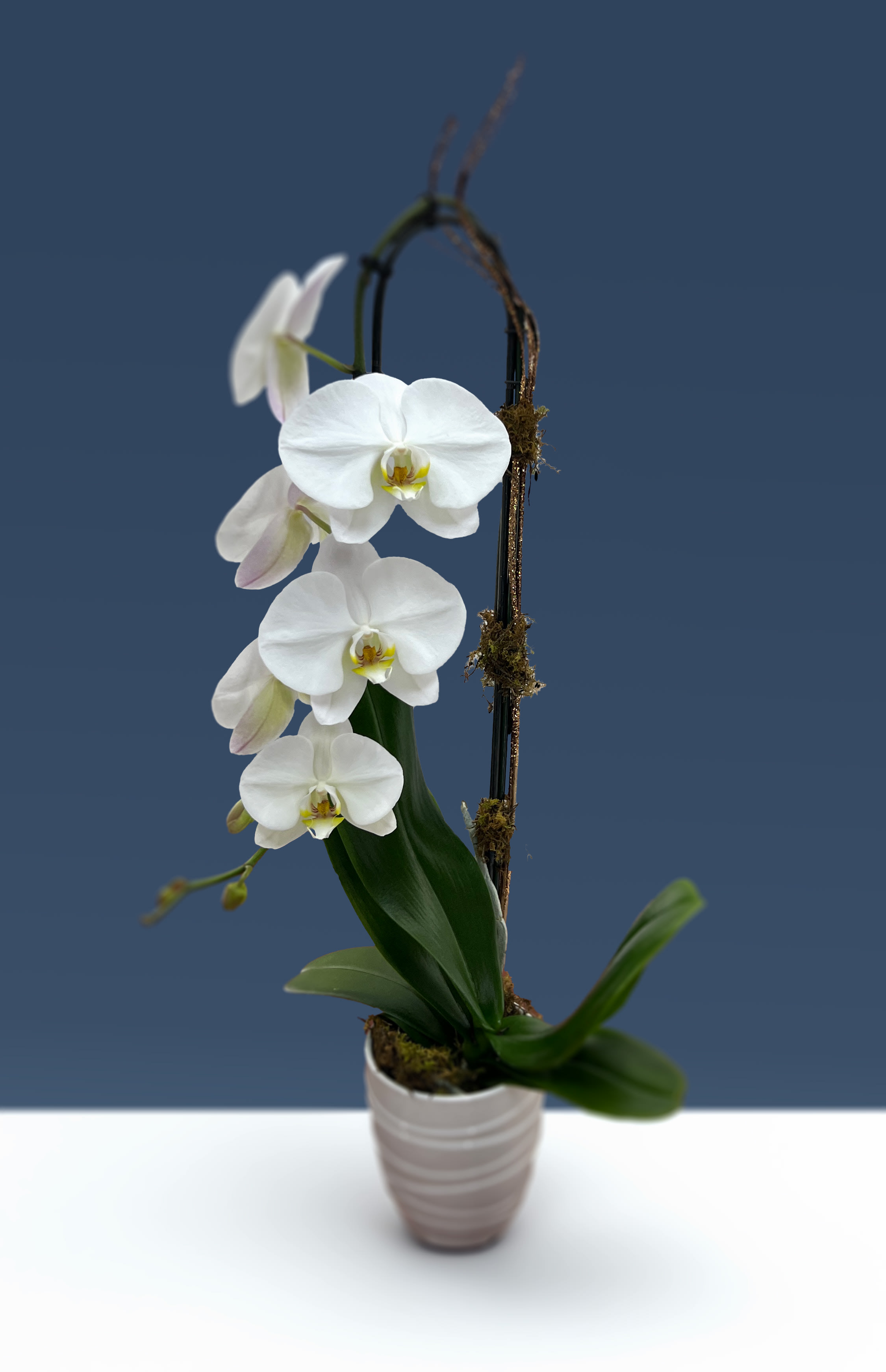 Orchid Plant | Single Stem | White - An elegant and long lasting gift that beautifully conveys your thoughts