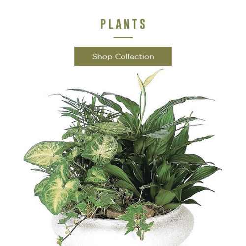 Plants