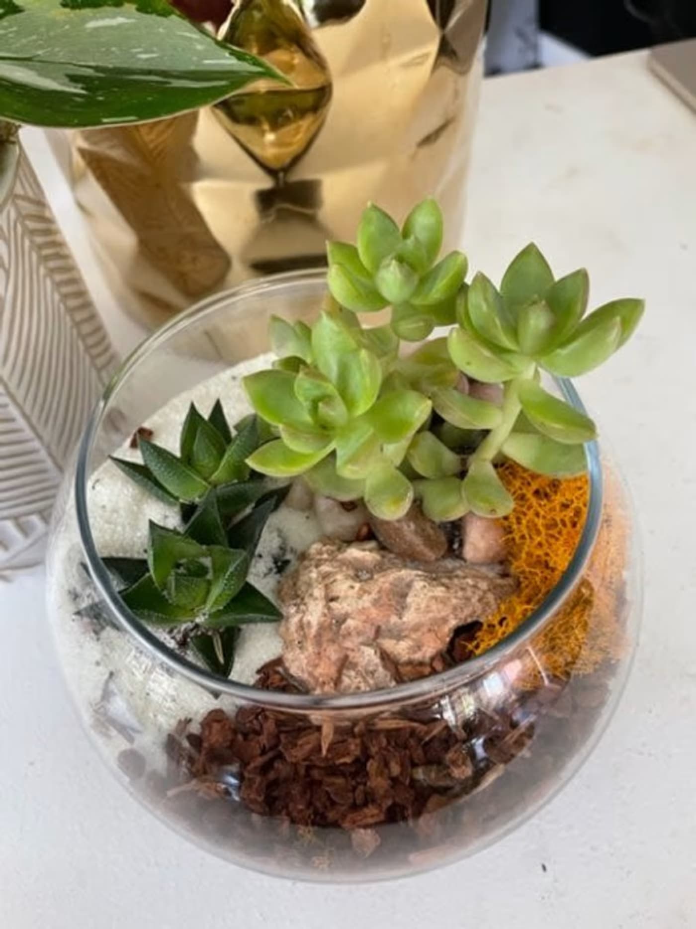 TERRARIUMS: Mini Succulent Gardens for Kids 