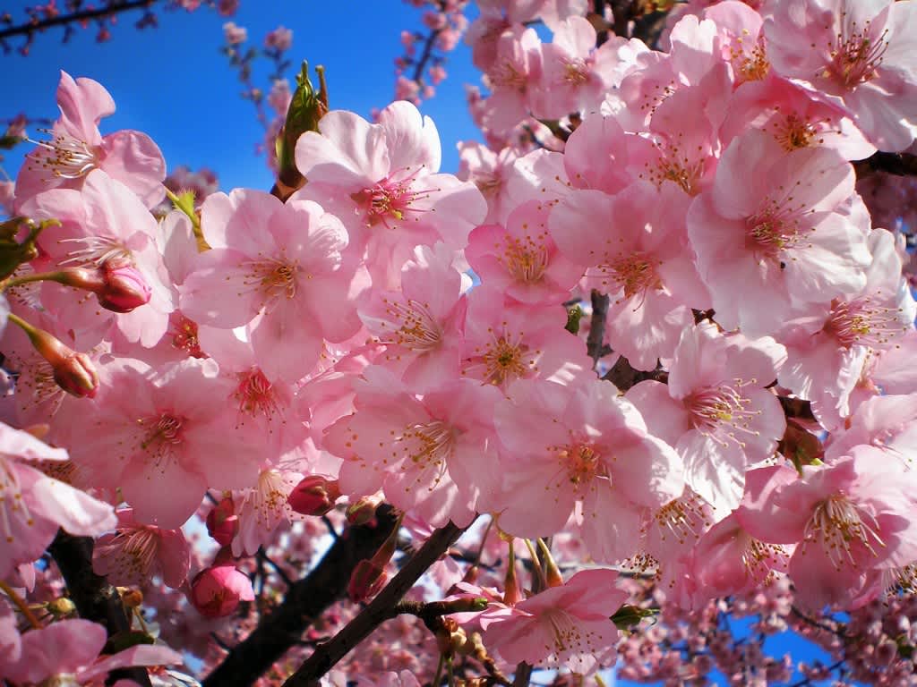 Flowers Signifying Inner Strength