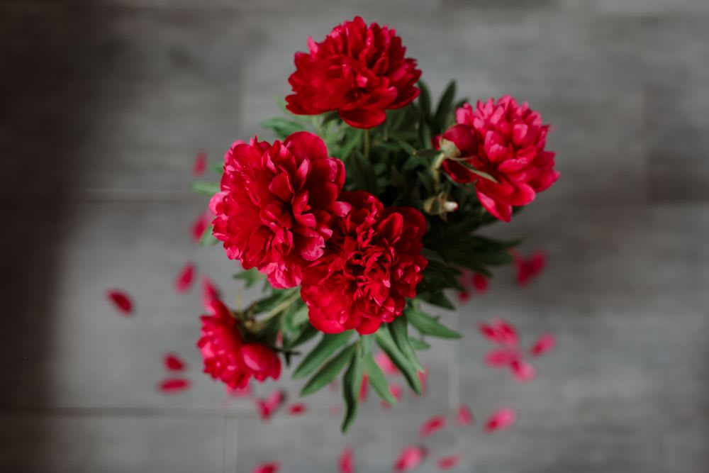 Which Flowers Symbolize a 1st Wedding Anniversary?