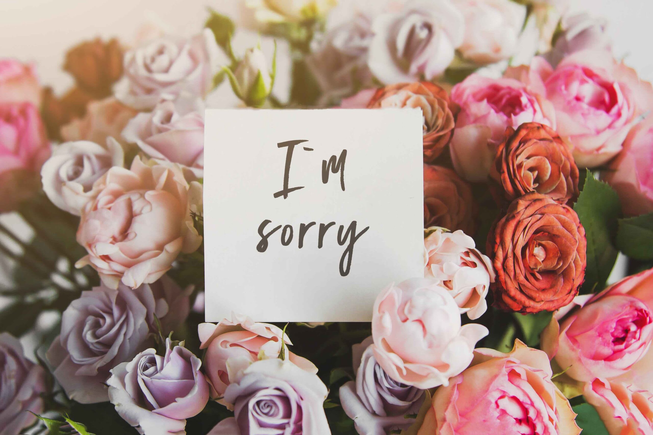 Apology Flower Colors: What Each Represents