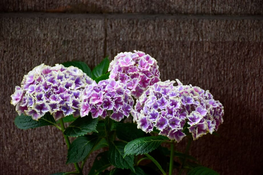 Facts About Hydrangeas for Beginners