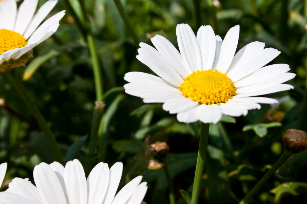 Which Flower Represents the 5th Wedding Anniversary
