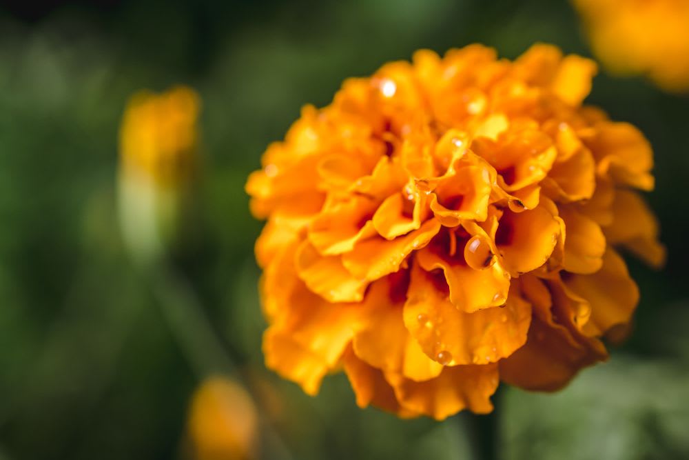 Which Flower Symbolizes Pain? Dive to Floral Meaning