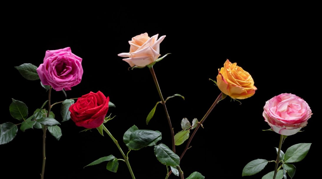 Facts About Roses You May Not Know