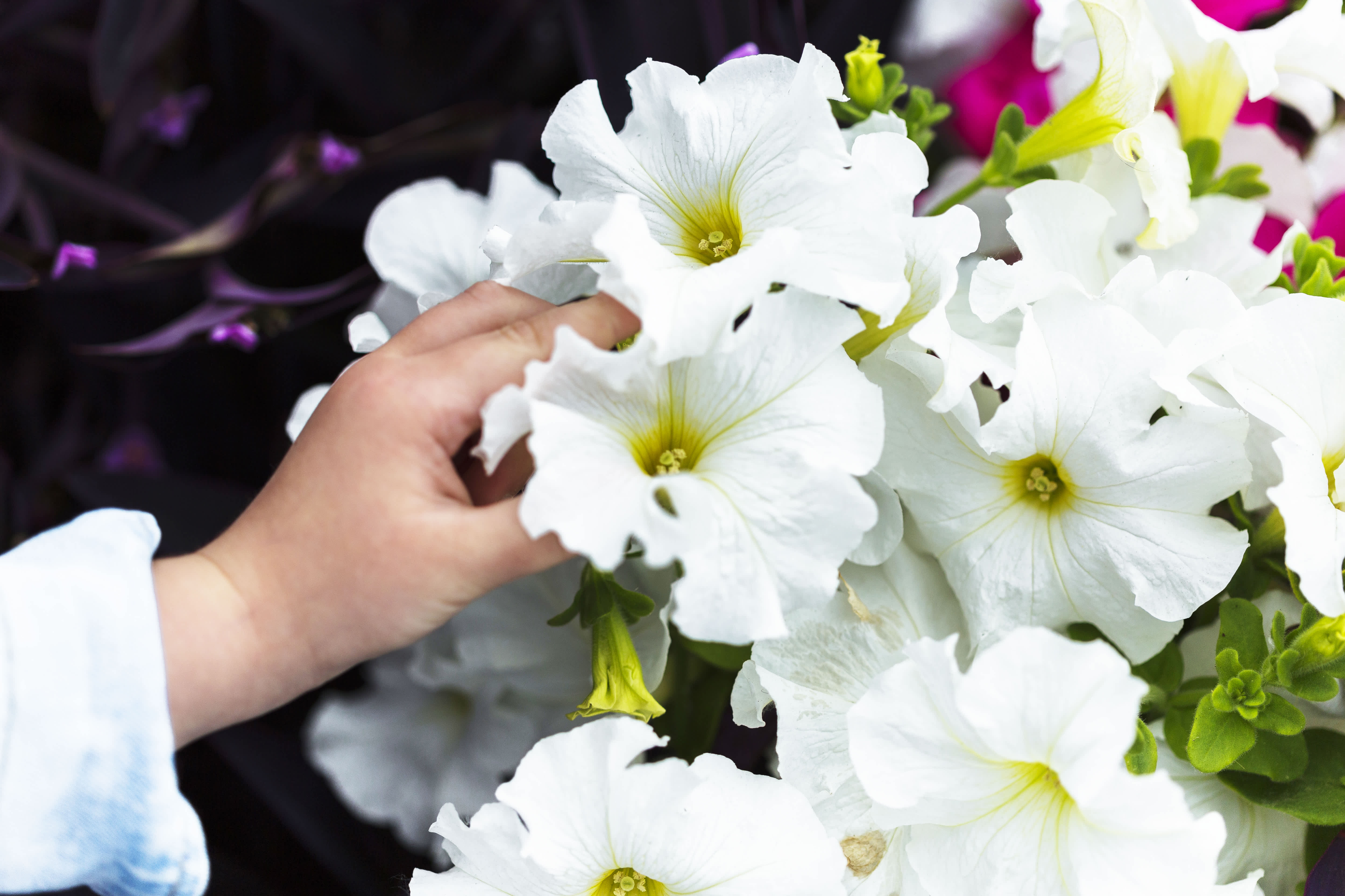 What Color Flowers for Funeral