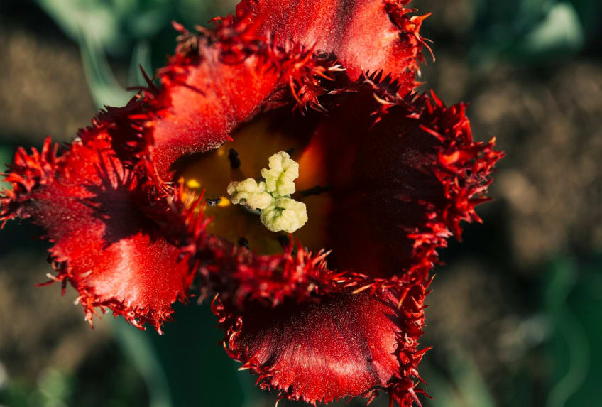 What Is the World's Rarest Flower and Why Is It Rare