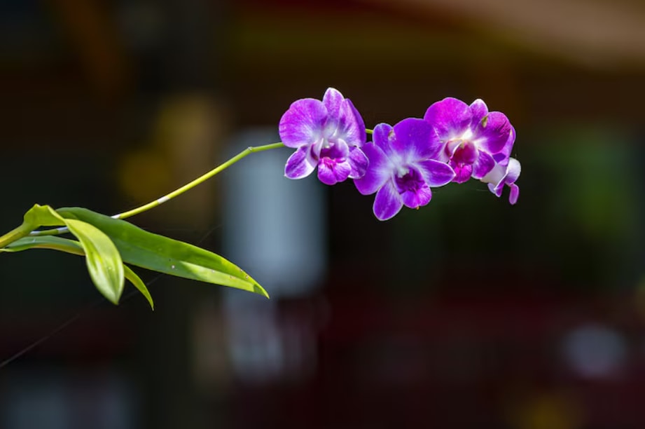 Interesting Facts About Orchids