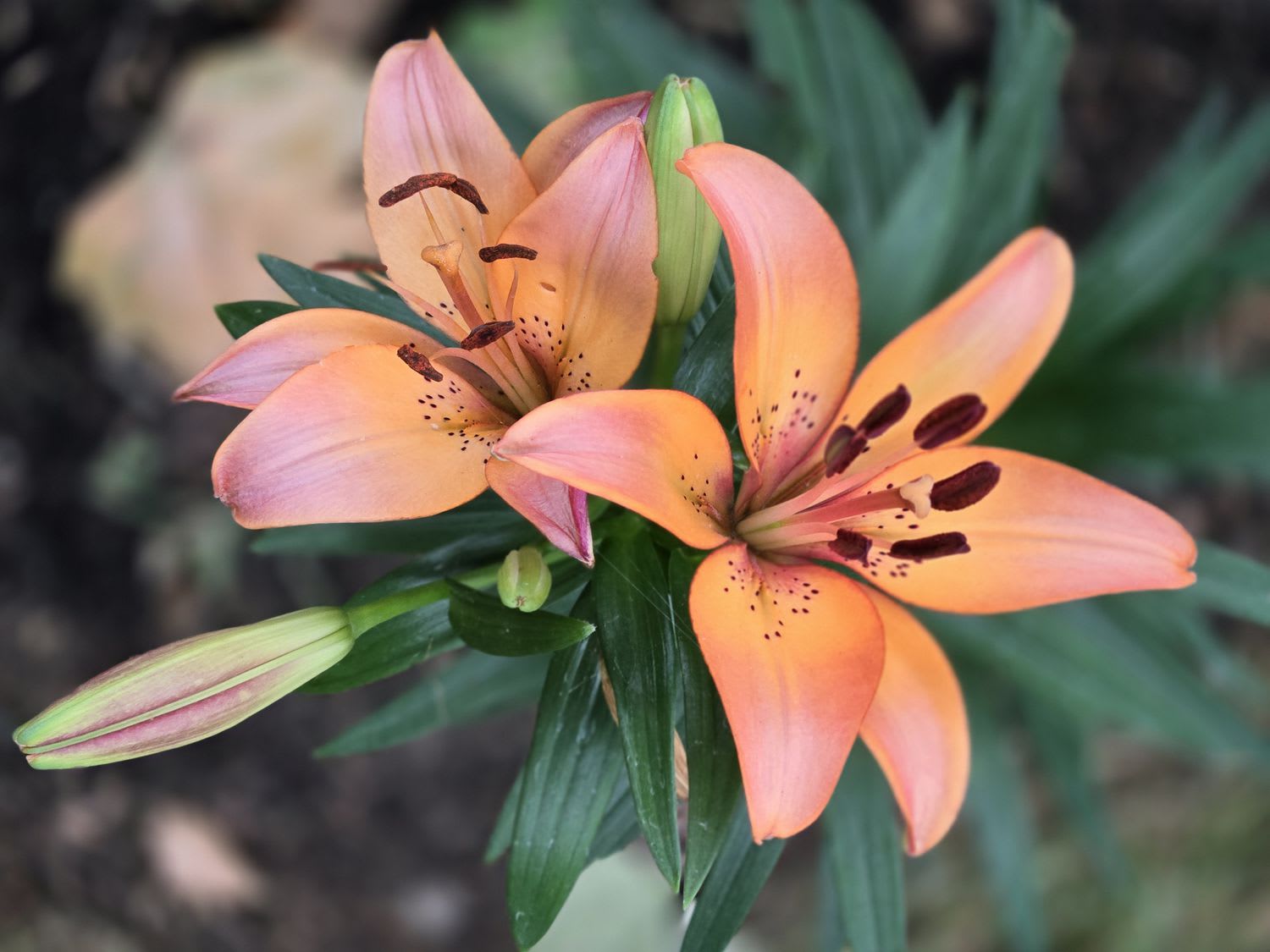Flower Meaning of Love: Symbolism Behind Every Bloom