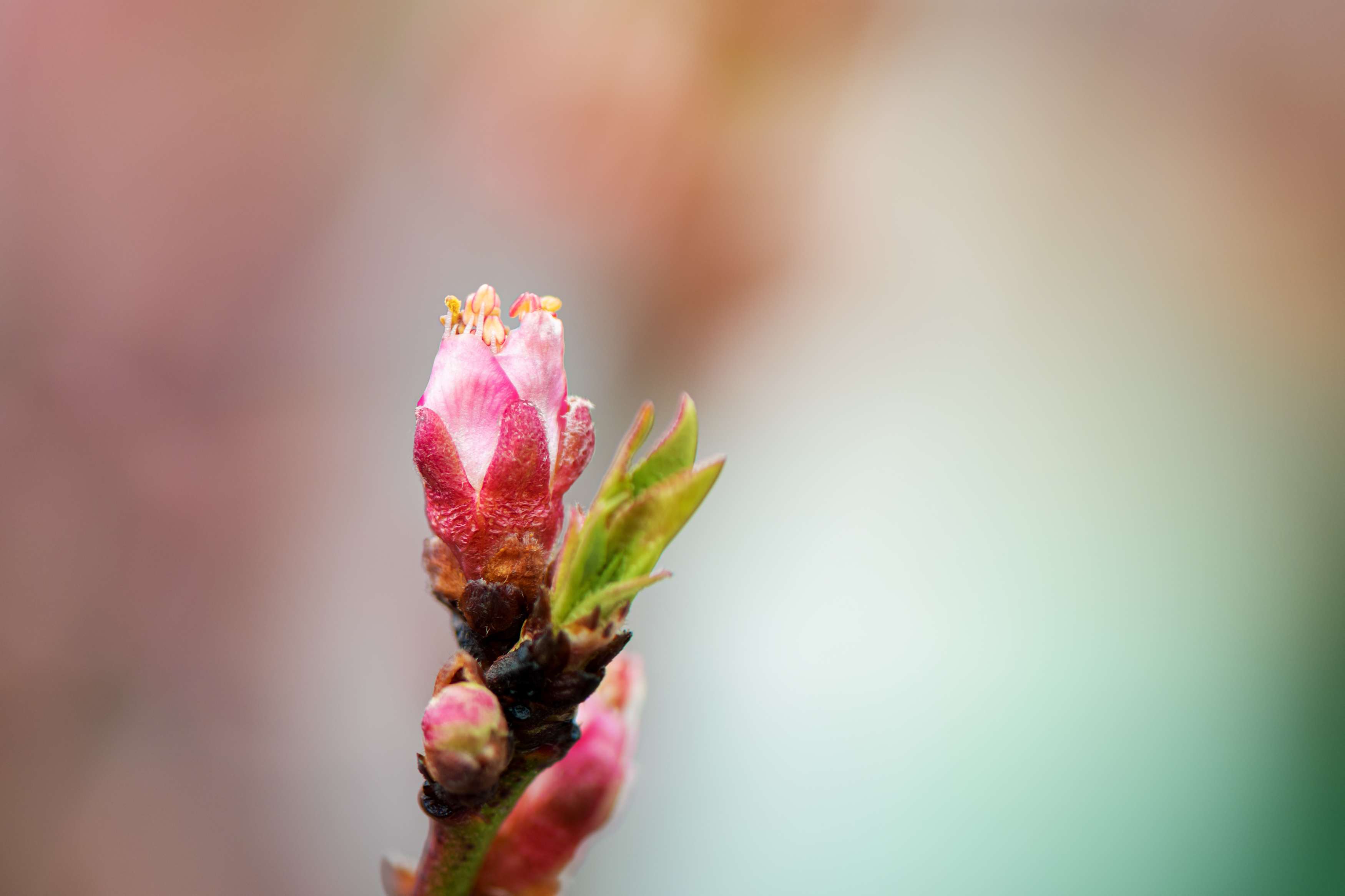 Discover the Perfect Flower for Your Zodiac Sign