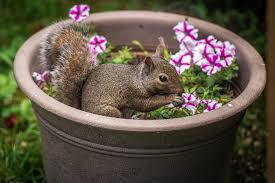 Protect Flowers: Keep Squirrel Away from Flower Pots