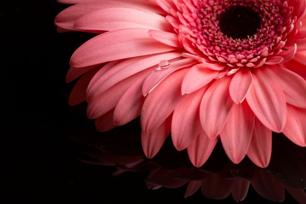 What Is the Most Beautiful Flower?