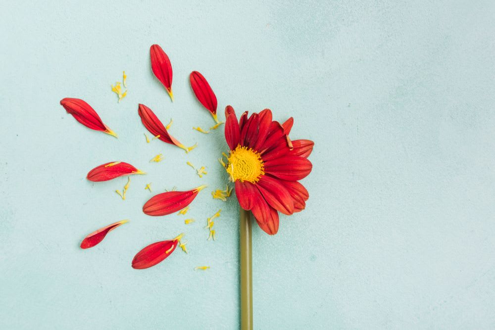 What Are the Parts of a Flower and Their Functions?