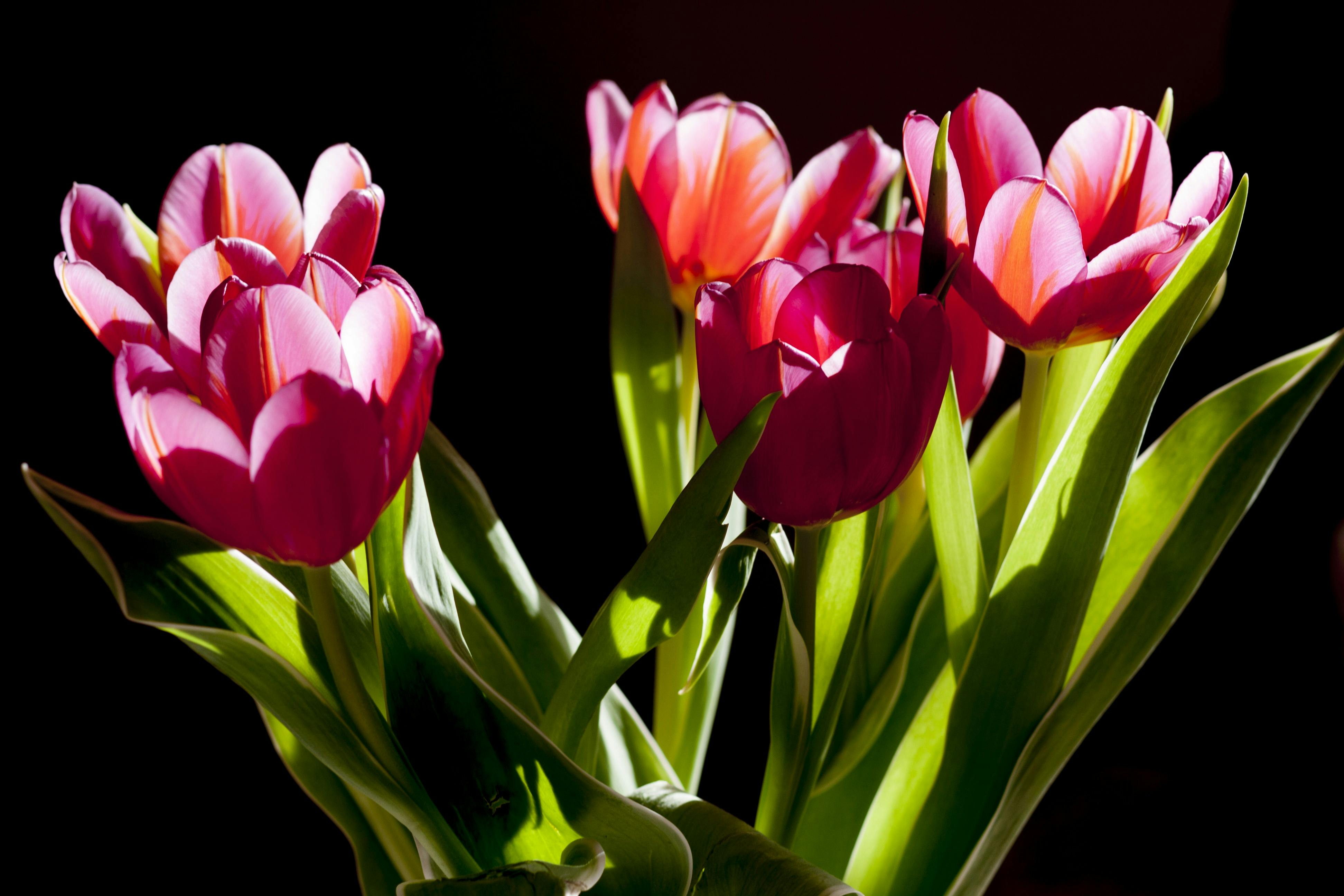 Romantic Flowers and Their Meanings You Should Know