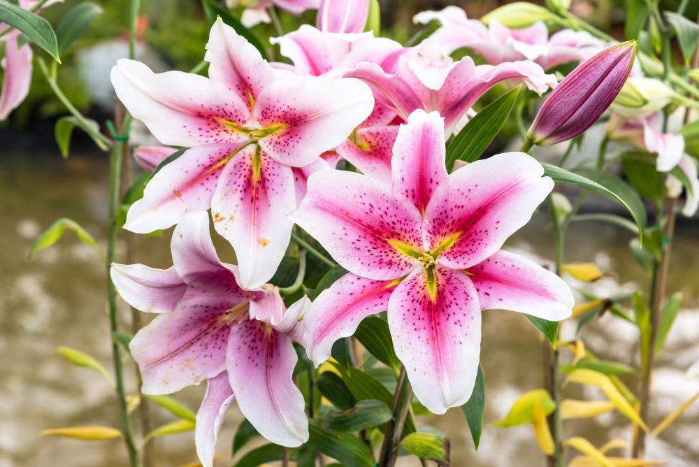 Right Flower for Your 33rd Wedding Anniversary