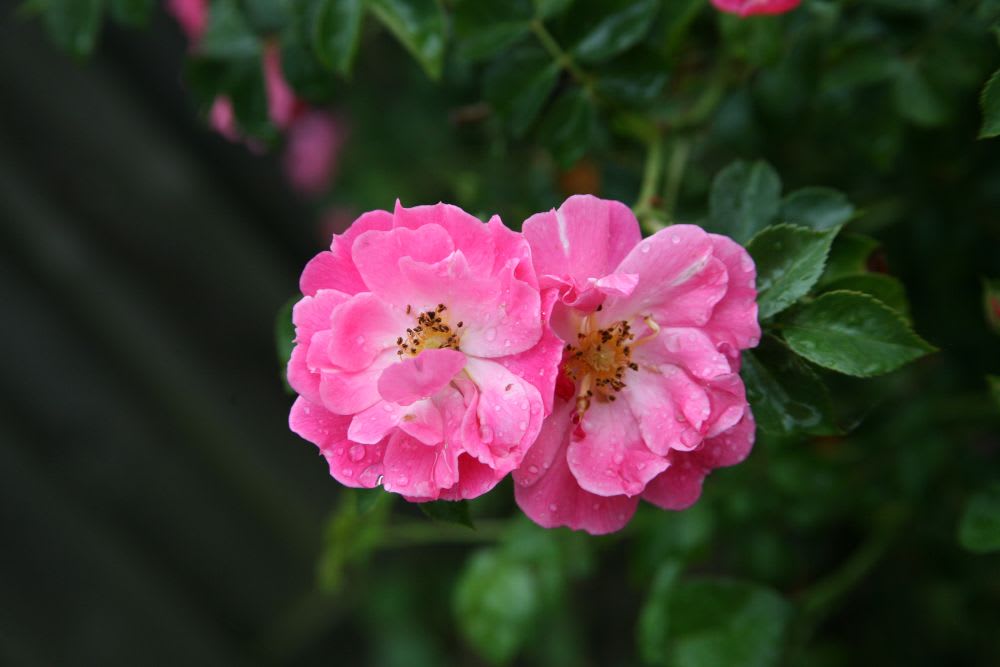 What Is the Most Common Flower in the World?
