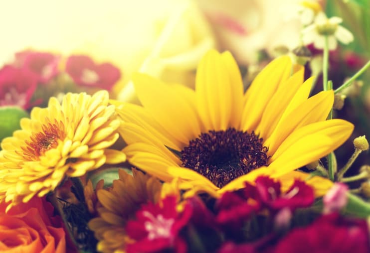 Flowers That Represent Friendship