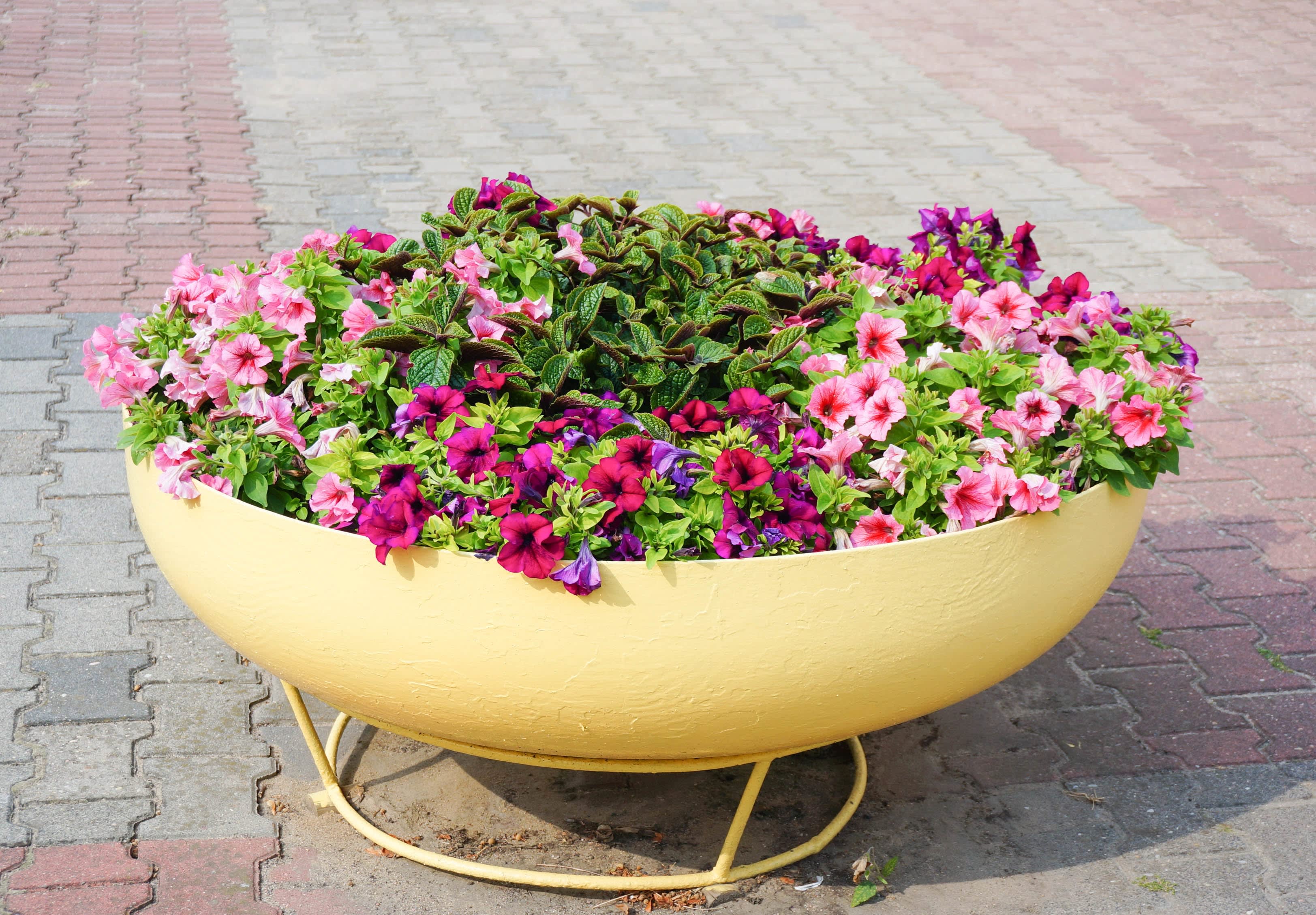 Top Animal Safe Flowers for Your Home and Garden
