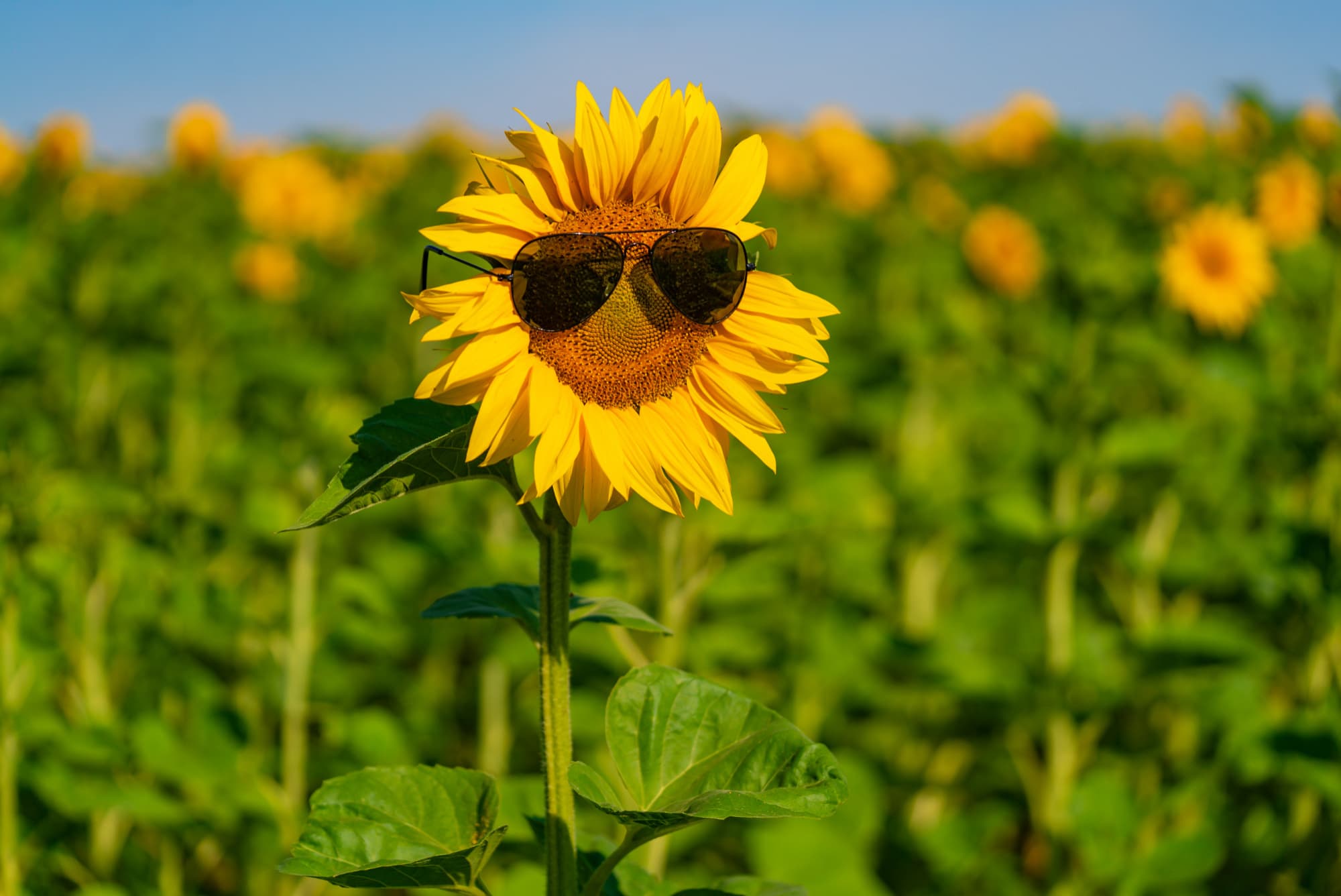 Why Are Sunflowers So Popular in Katy, TX?
