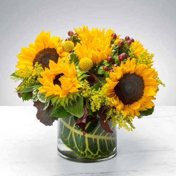 Sunflower 