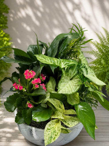 Long-Lasting Tropical Arrangements