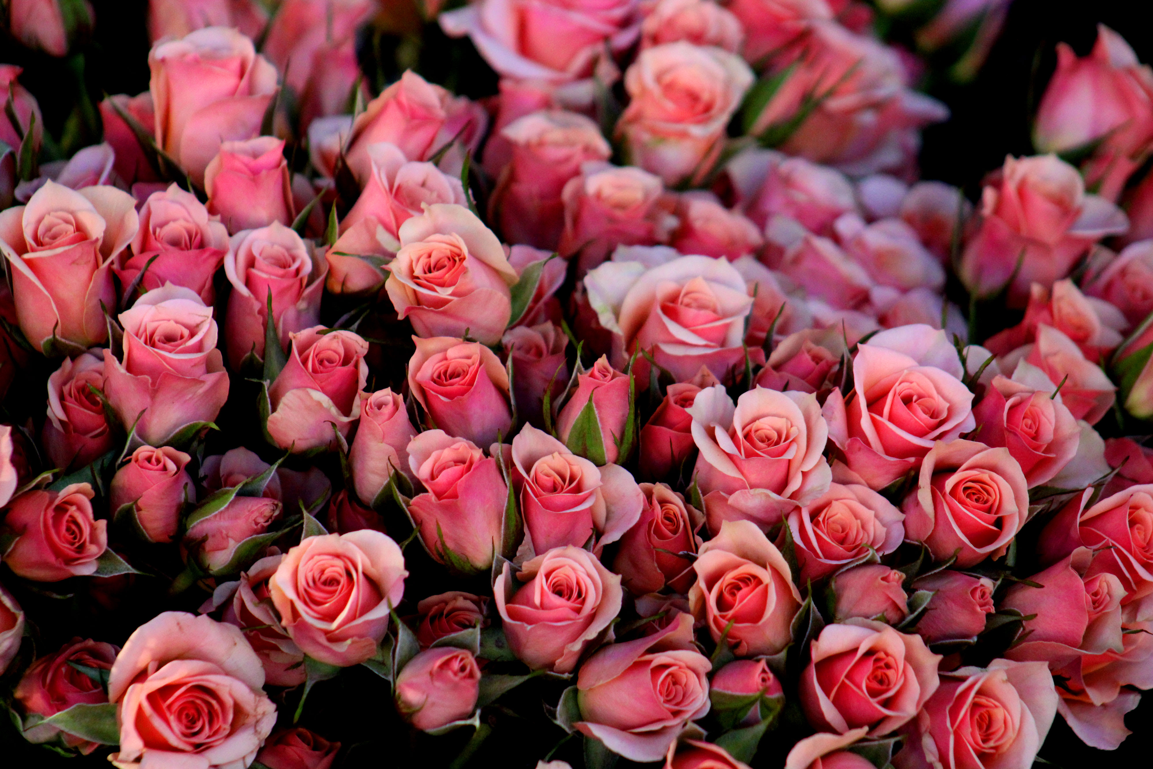 Sarasota Farmer's Market