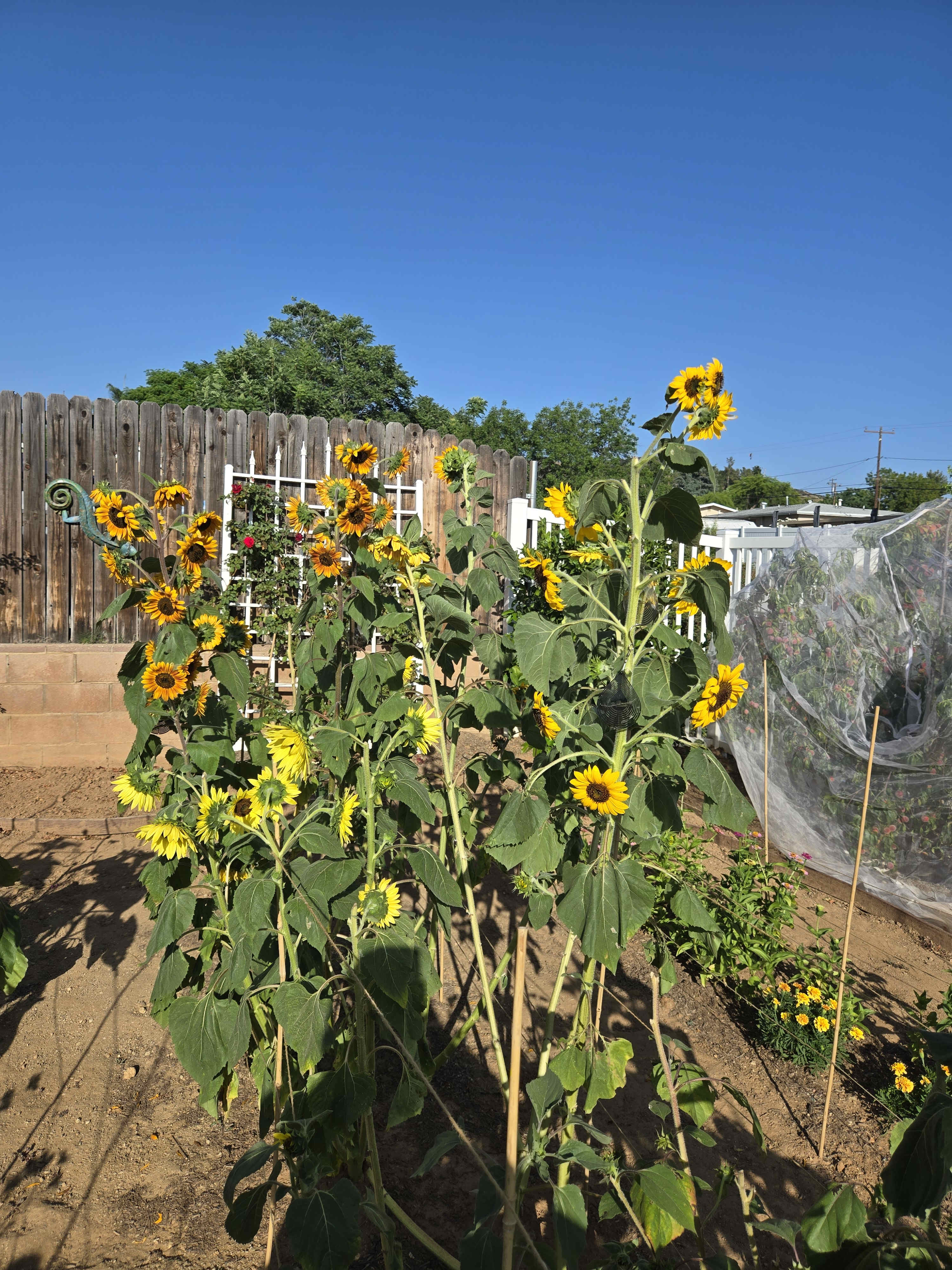 Summer has officially begun