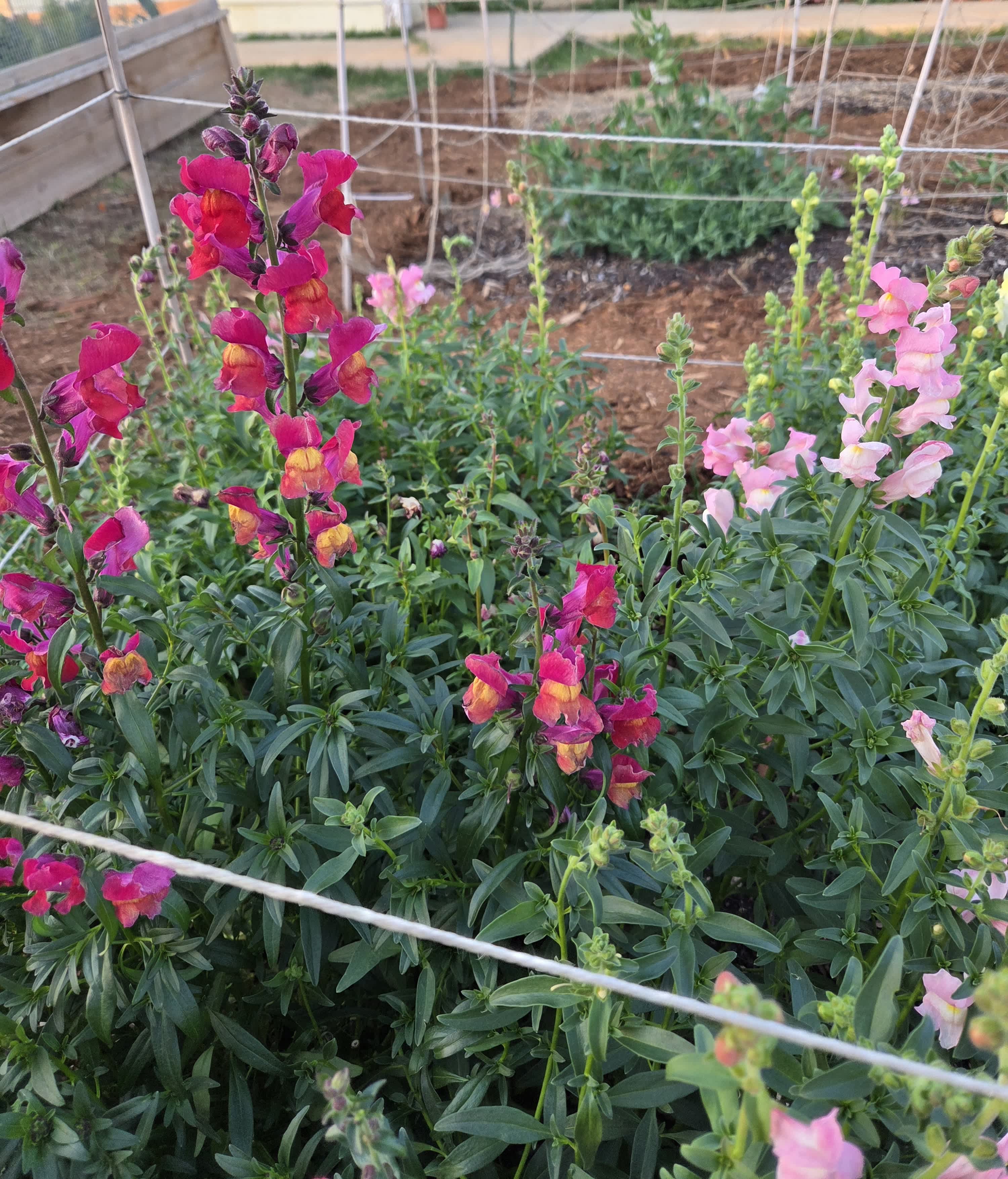 Technically still winter, feels like spring