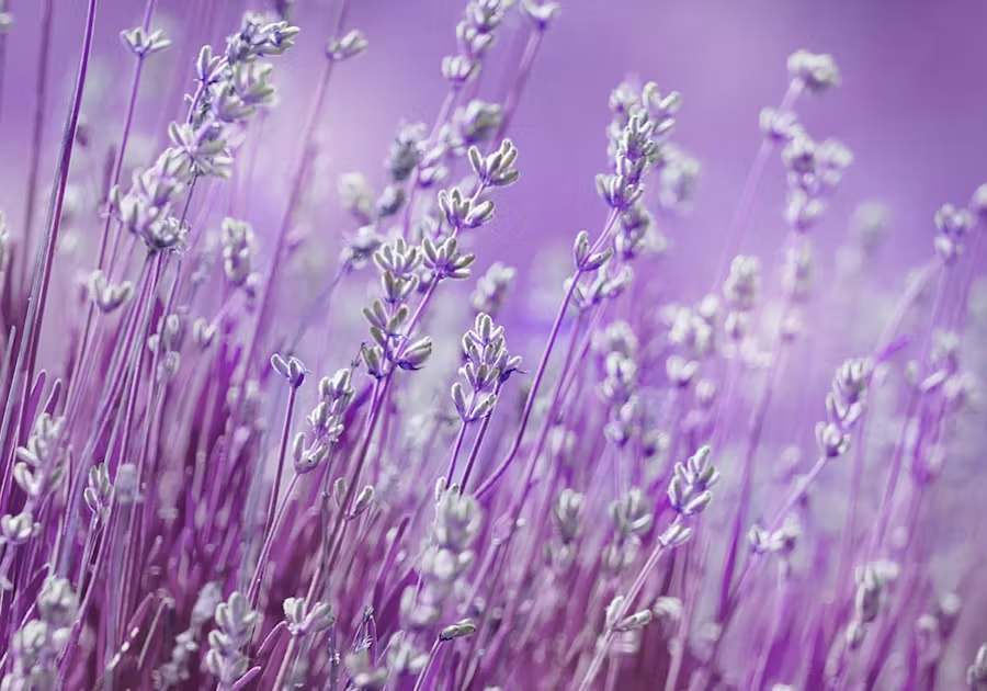 LAVENDER FLOWERS: REFINEMENT & ELEGANCE