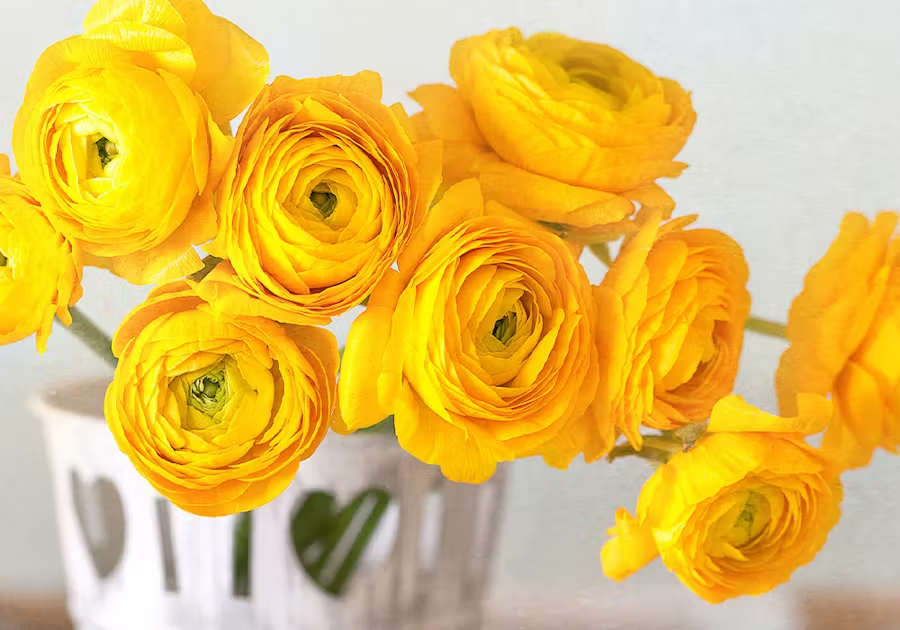 YELLOW FLOWERS: HAPPINESS & POSITIVITY