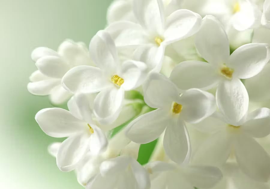 WHITE FLOWERS: PURITY & SYMPATHY
